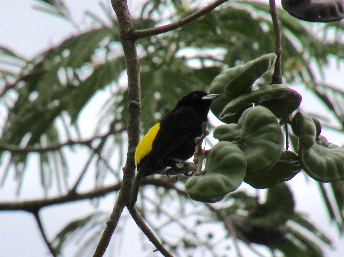 Flame-rumped Tanager - ML82923361