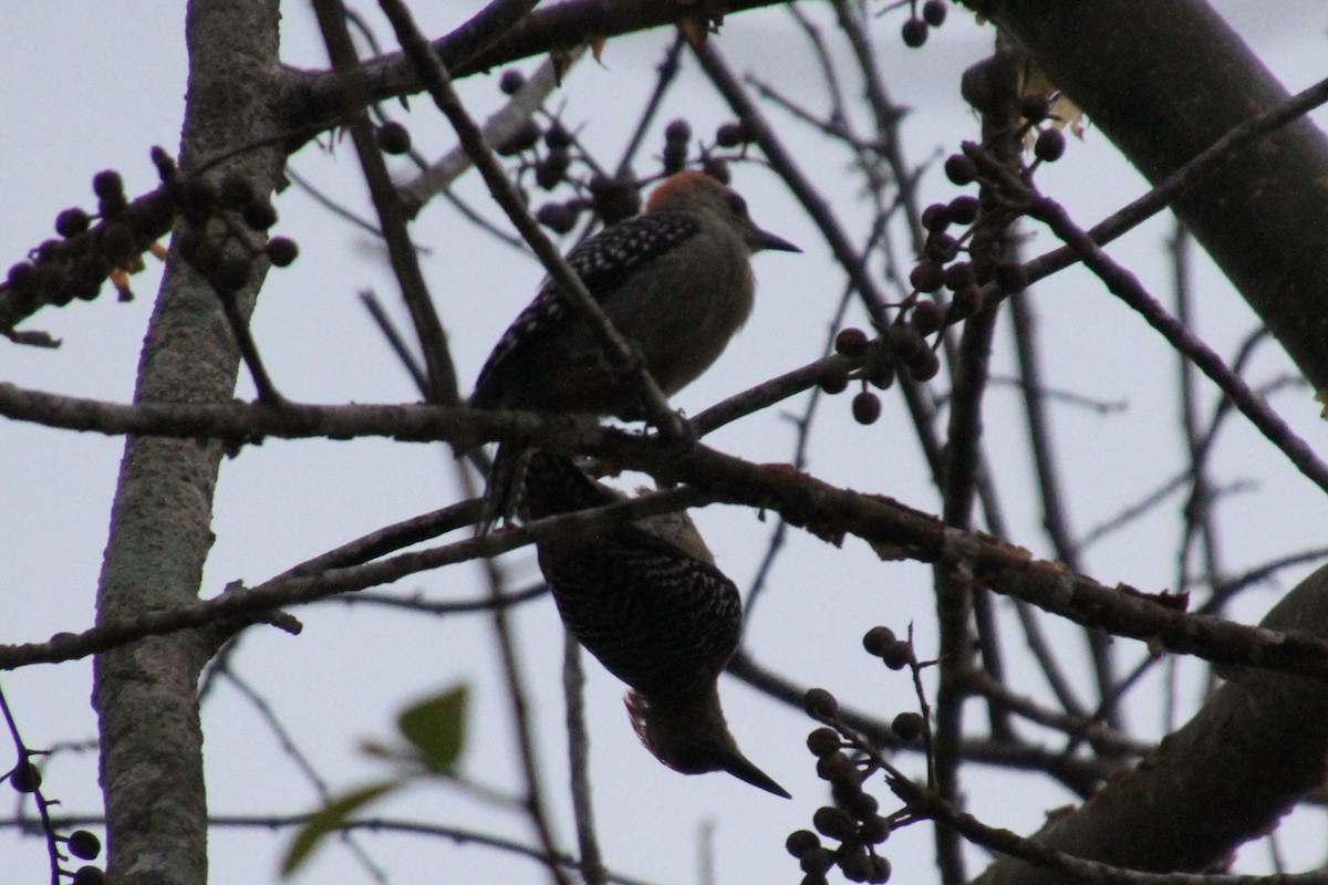 Red-crowned Woodpecker - ML82923771