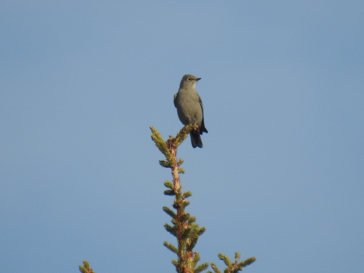 Townsend's Solitaire - ML82925961