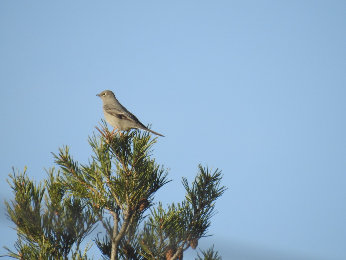 Townsend's Solitaire - ML82925981