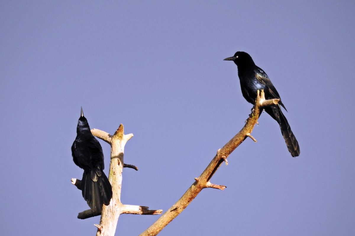 Great-tailed Grackle - ML82926211