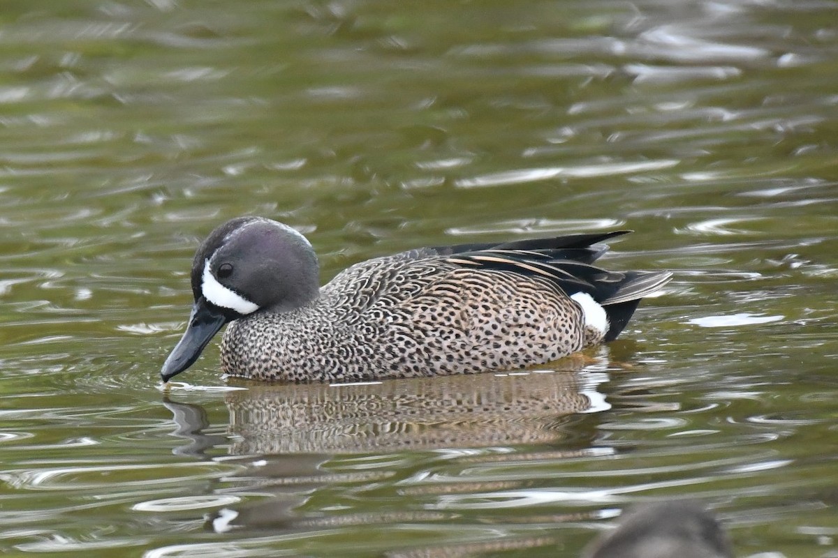 Blue-winged Teal - ML82929421