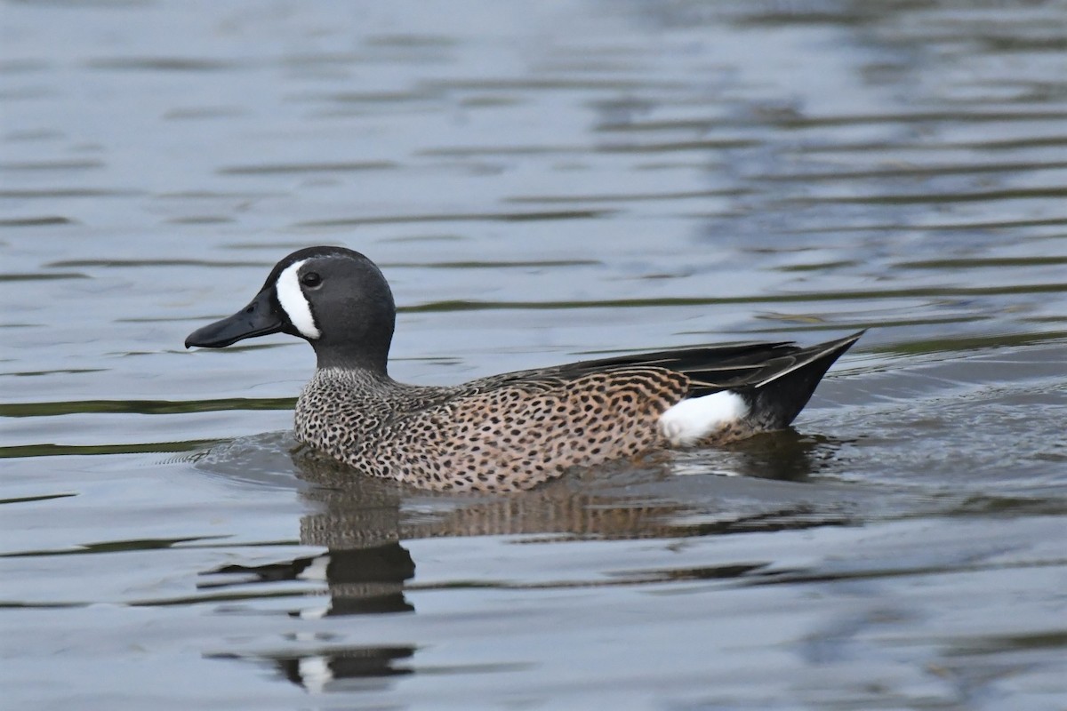 Blue-winged Teal - ML82929441