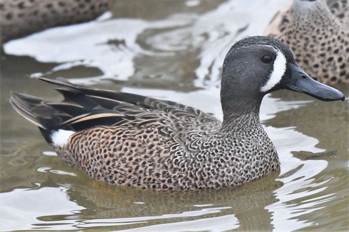 Blue-winged Teal - birdclub newprovidence