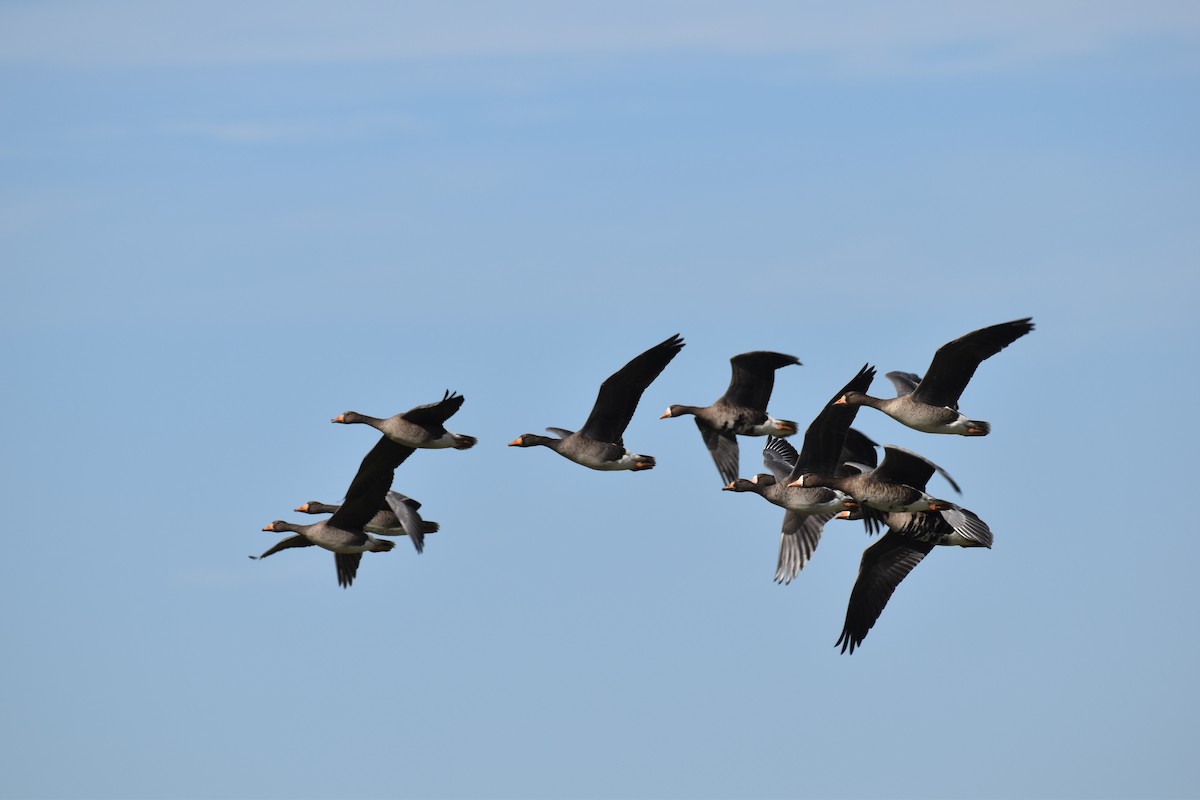 Greater White-fronted Goose - Oliver Burrus