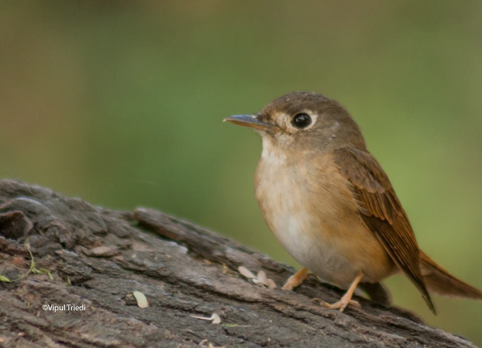 Brown-breasted Flycatcher - ML82933191