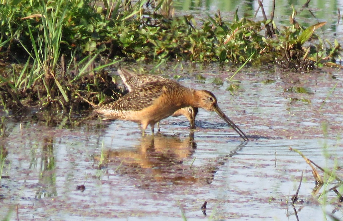 Long-billed Dowitcher - Jan Thom