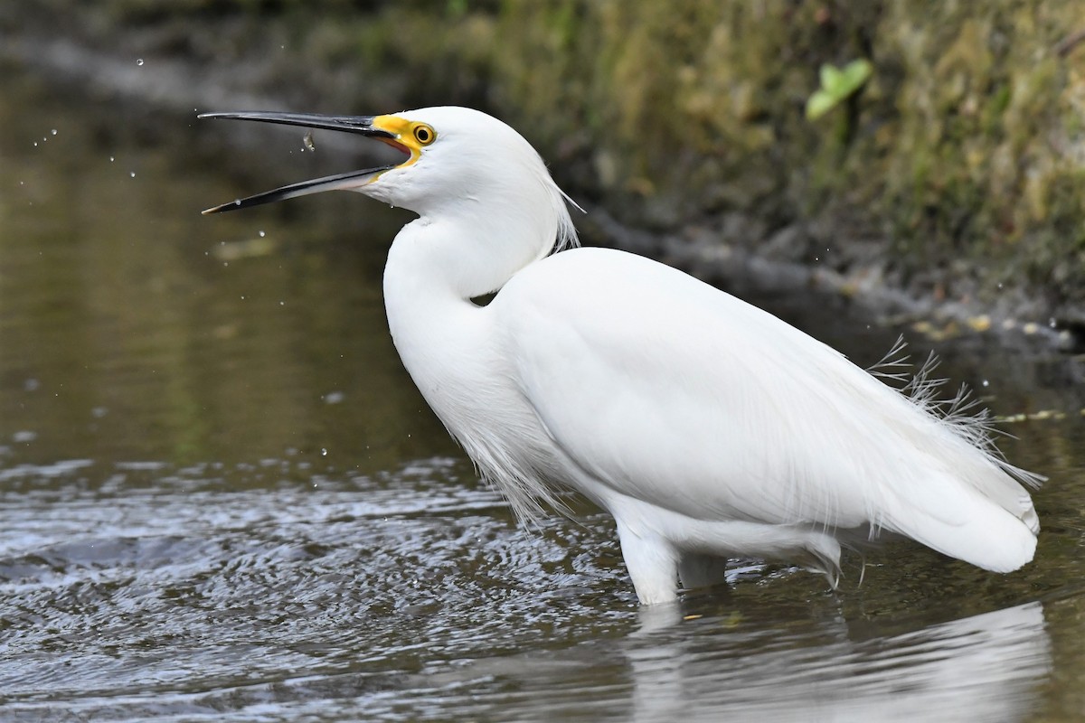 Snowy Egret - birdclub newprovidence