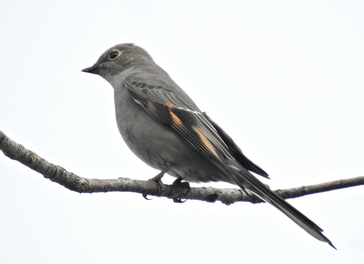 Townsend's Solitaire - ML82934341
