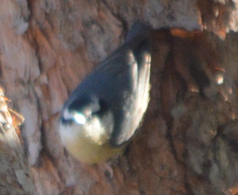 Red-breasted Nuthatch - ML82936031