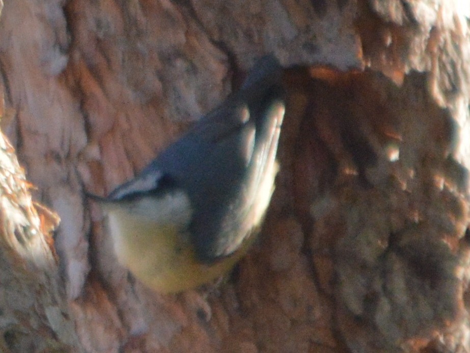 Red-breasted Nuthatch - ML82936051