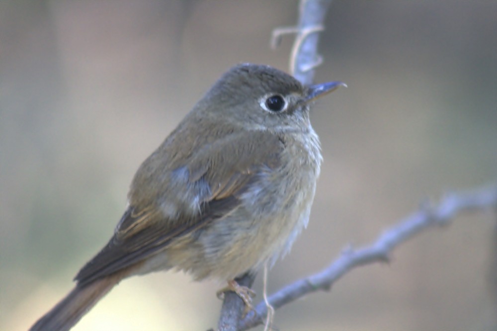 Brown-breasted Flycatcher - ML82936151