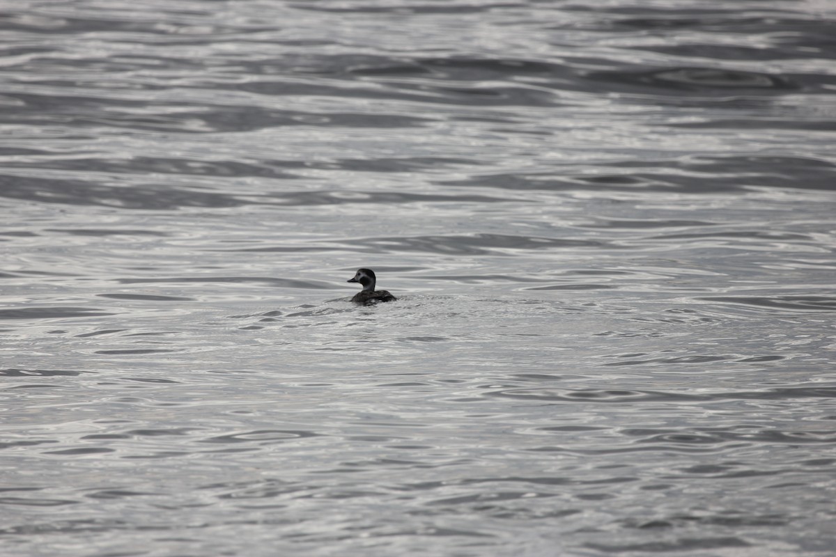 Long-tailed Duck - ML82936351