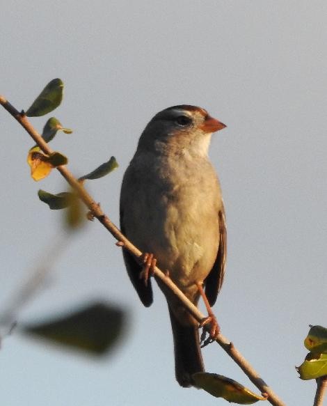White-crowned Sparrow - Margi Haas