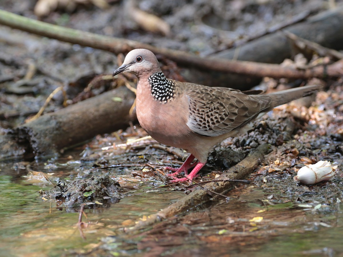 Spotted Dove - ian dugdale