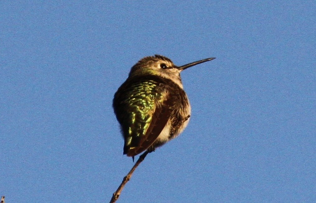 Anna's Hummingbird - Greg Cook