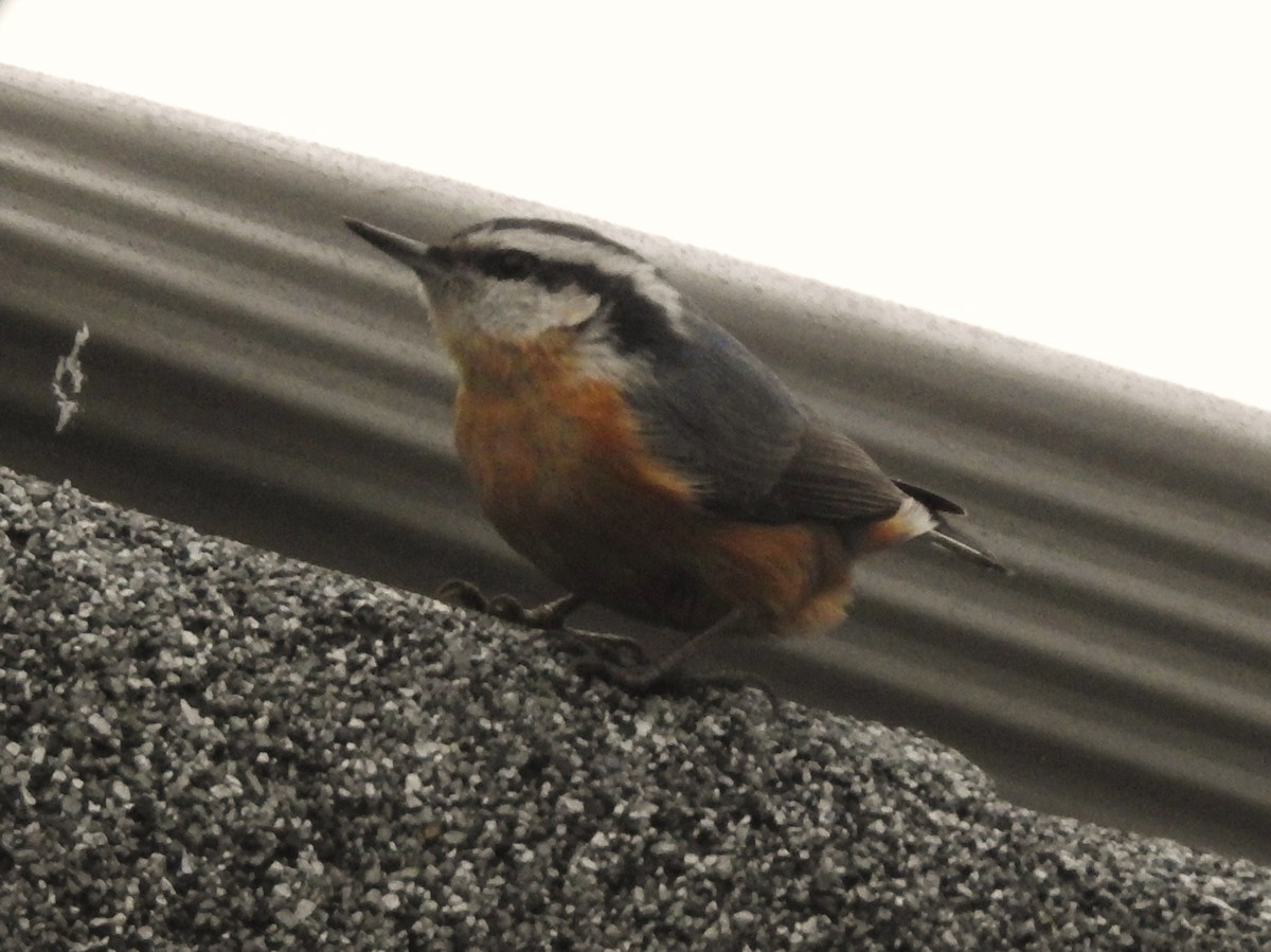 Red-breasted Nuthatch - ML82941891