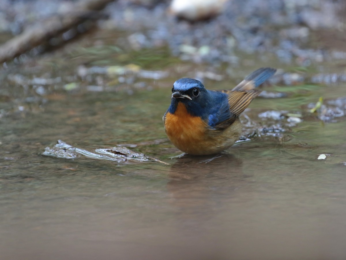 Chinese Blue Flycatcher - ian dugdale