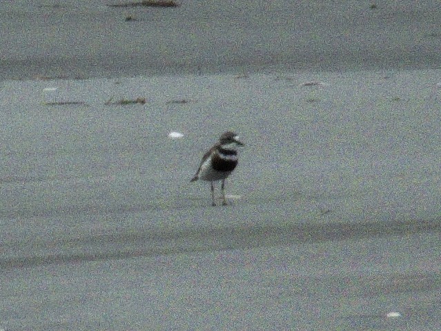 Double-banded Plover - ML82948141