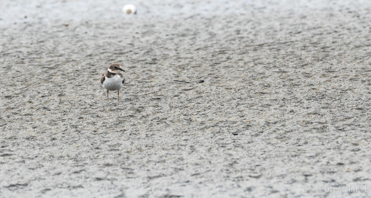Little Ringed Plover - Forest Botial-Jarvis