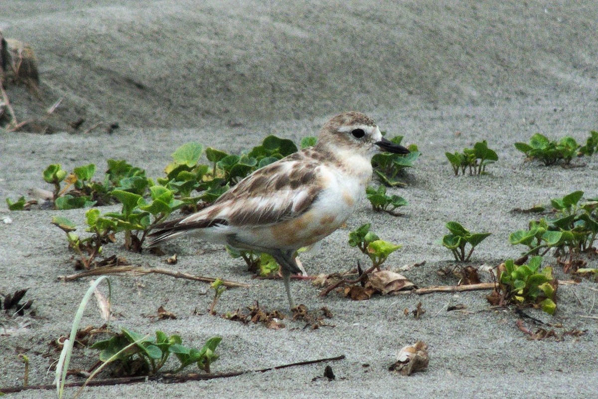 Red-breasted Dotterel - ML82949711