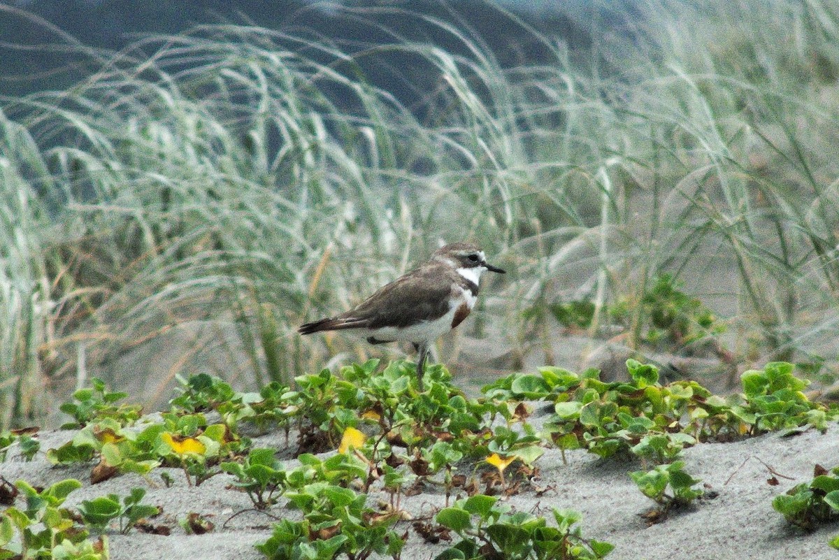 Double-banded Plover - ML82949881