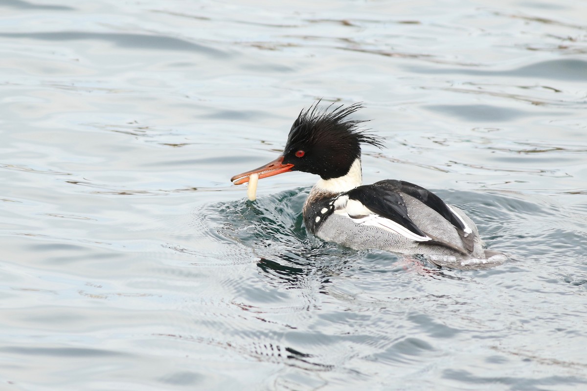 Red-breasted Merganser - Max McCarthy