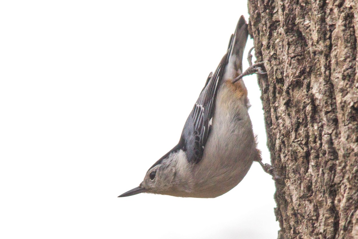 White-breasted Nuthatch - Tom Blevins