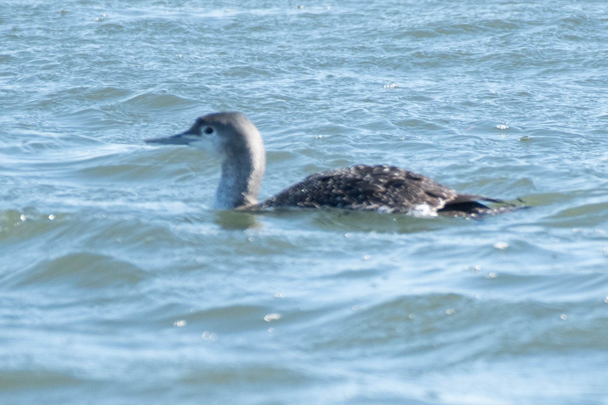 Red-throated Loon - ML82952001