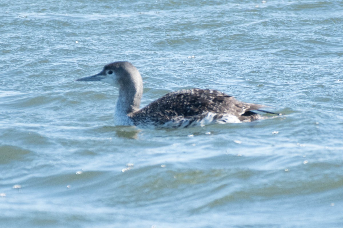Red-throated Loon - ML82952011