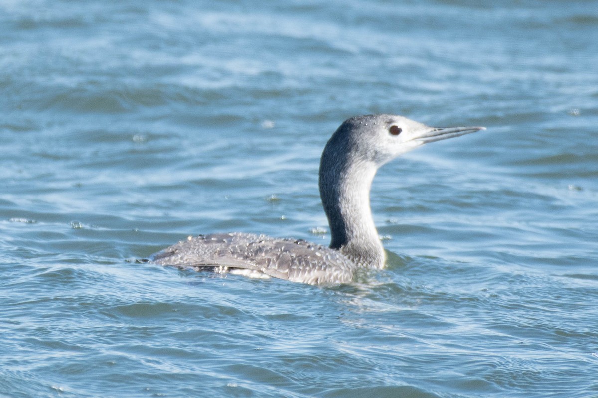 Red-throated Loon - ML82952021