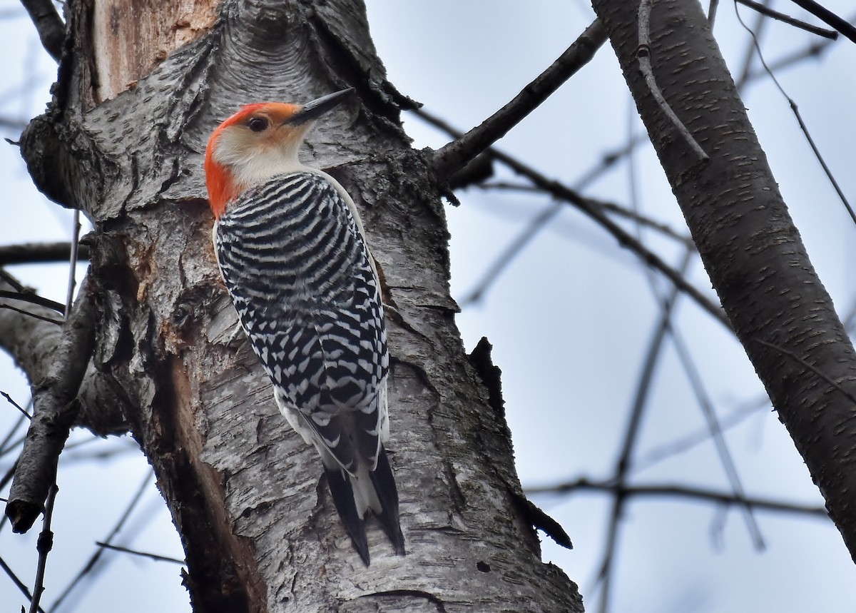 Red-bellied Woodpecker - Don Carbaugh