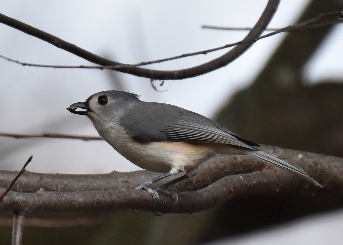 Tufted Titmouse - Don Carbaugh