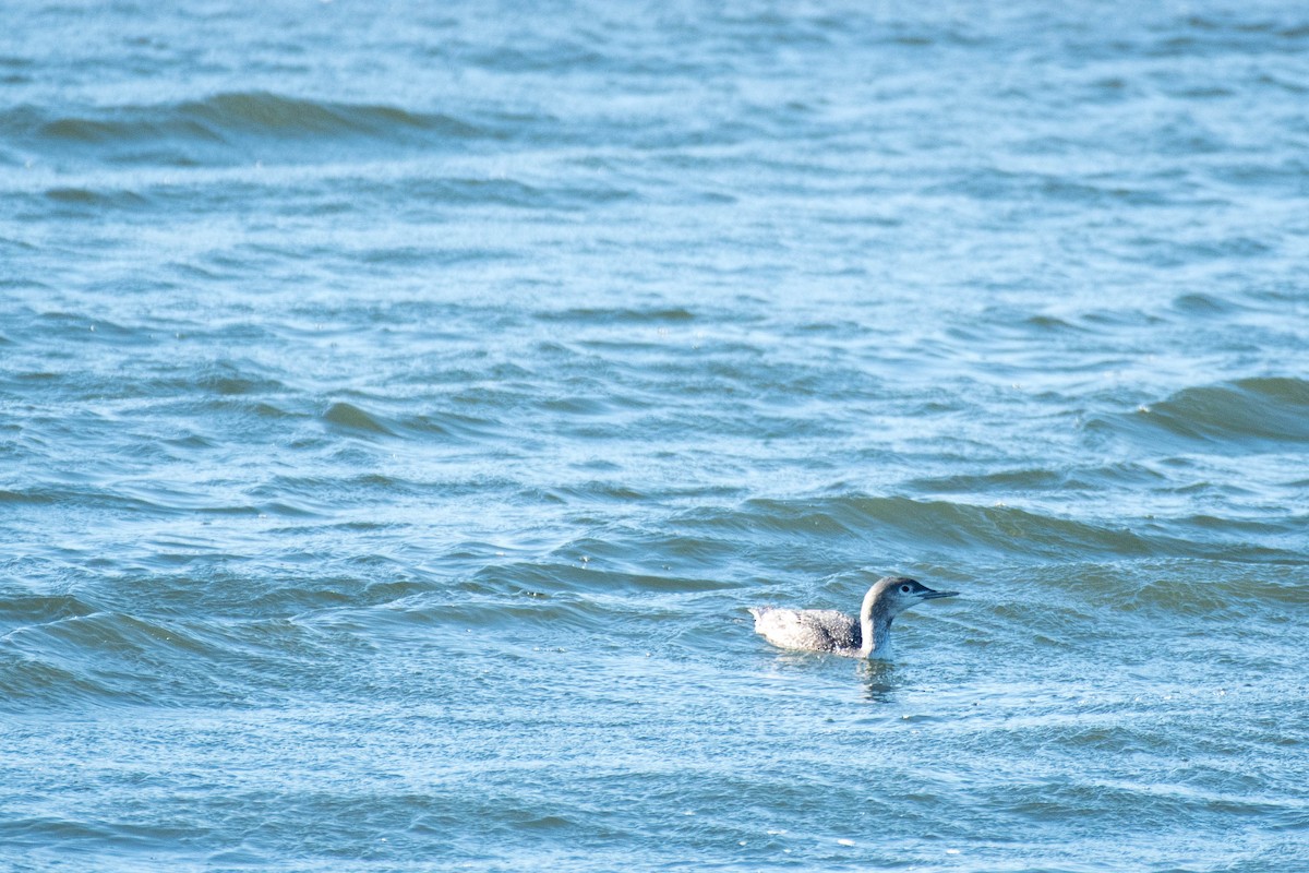 Red-throated Loon - ML82956741