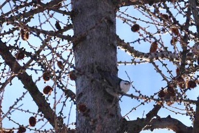White-breasted Nuthatch (Interior West) - Peyton Cook