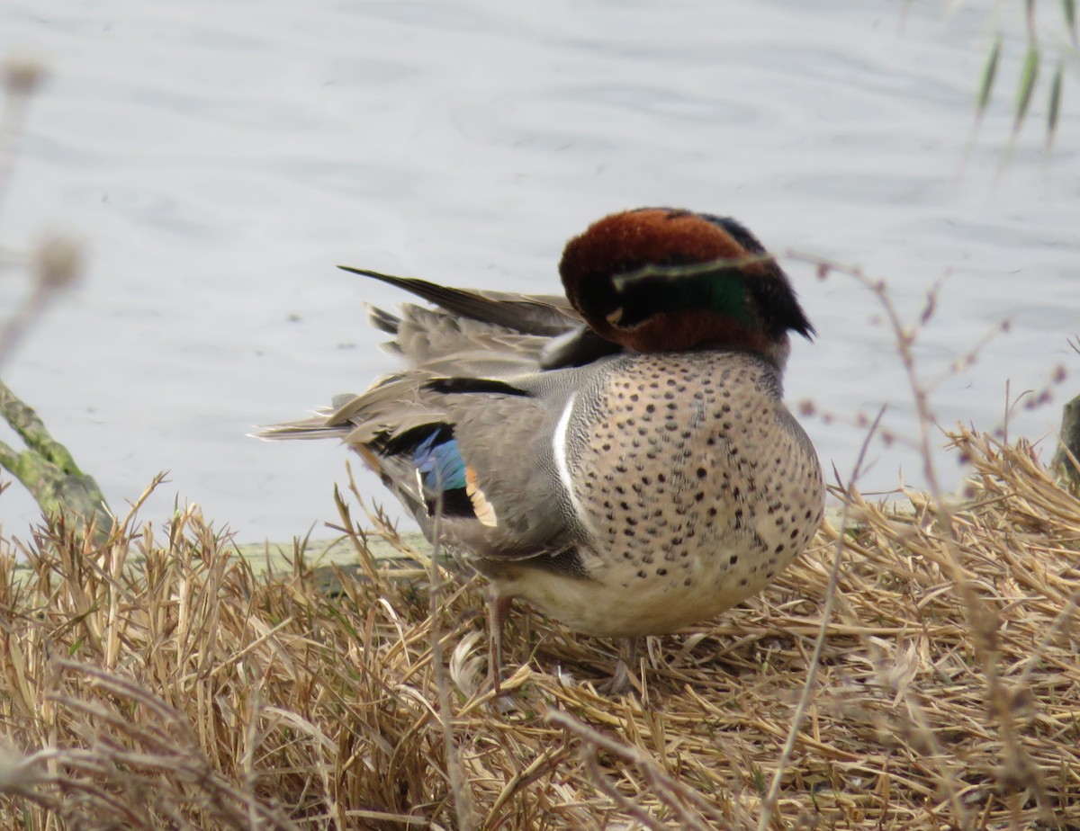 Green-winged Teal - ML82961841