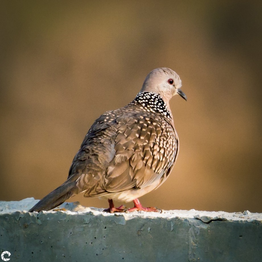 Spotted Dove - Ravindra Kaushik