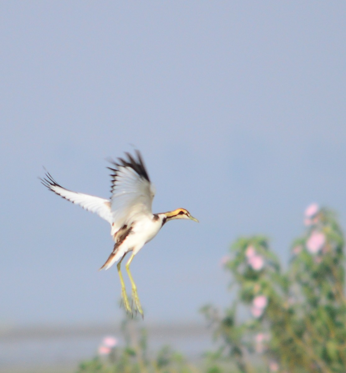 Pheasant-tailed Jacana - Janardhan Uppada