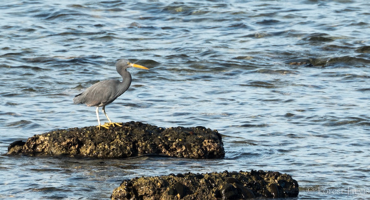 Pacific Reef-Heron - Forest Botial-Jarvis