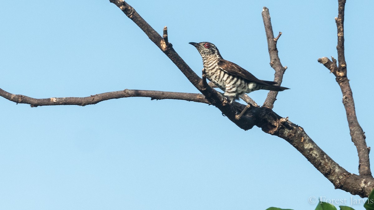Little Bronze-Cuckoo - Forest Botial-Jarvis