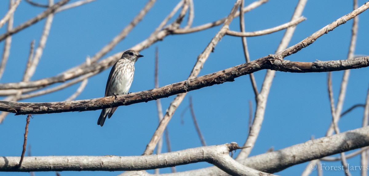 Gray-streaked Flycatcher - Forest Botial-Jarvis