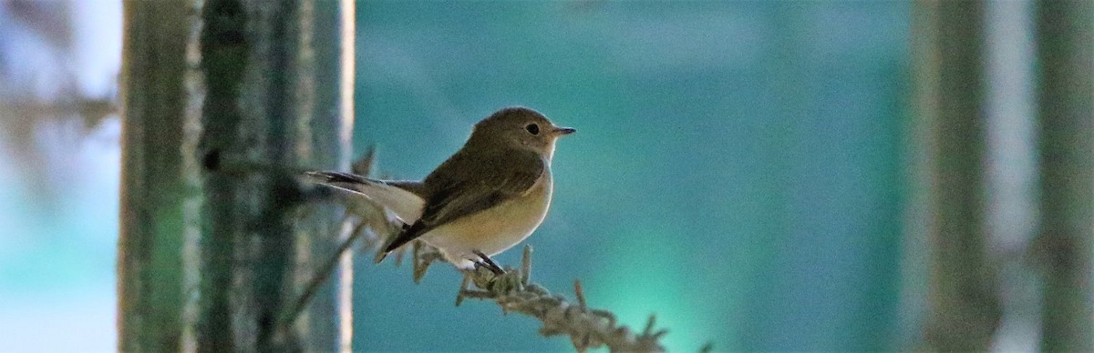 Red-breasted Flycatcher - Gordon Saunders