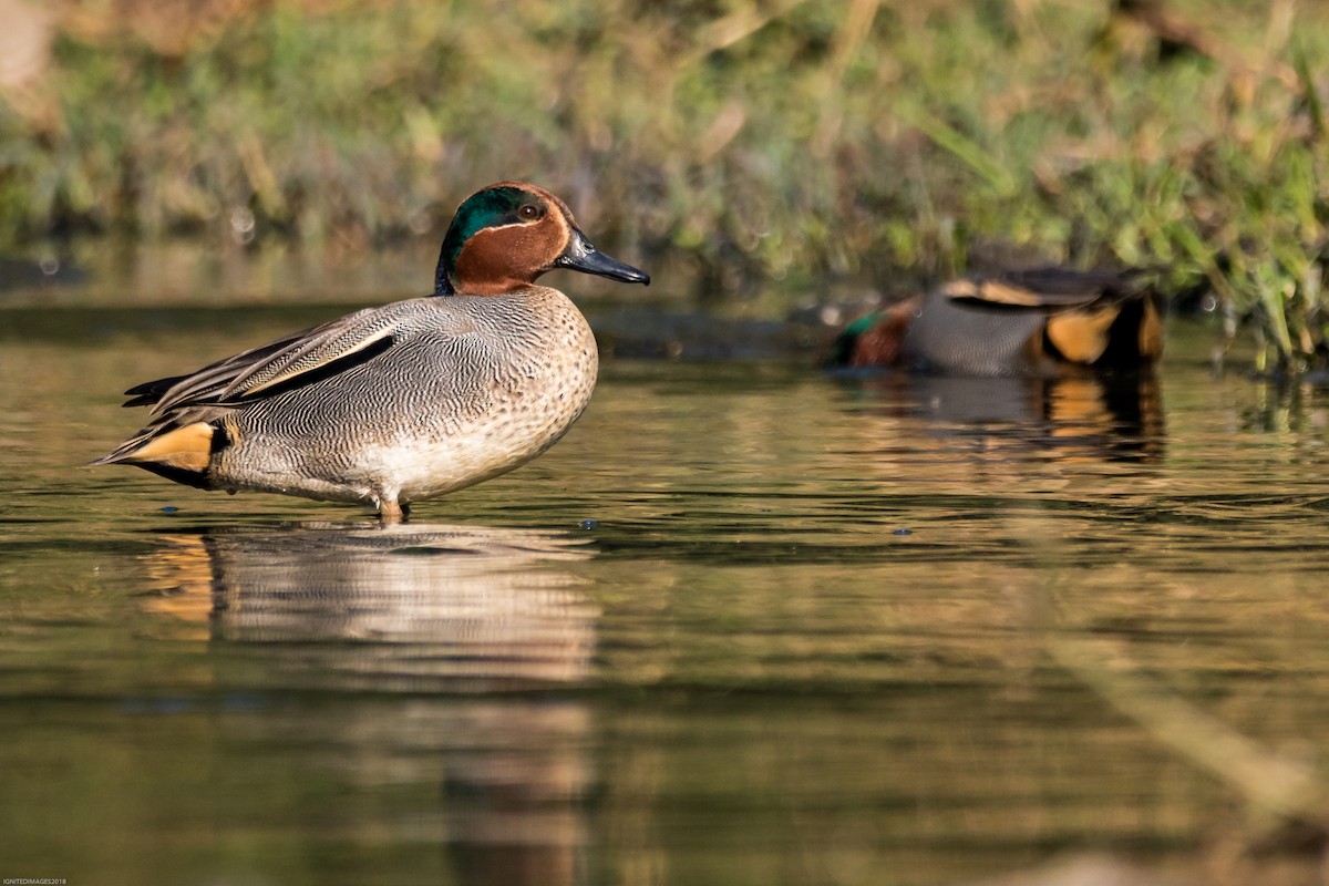 Green-winged Teal - Indranil Bhattacharjee