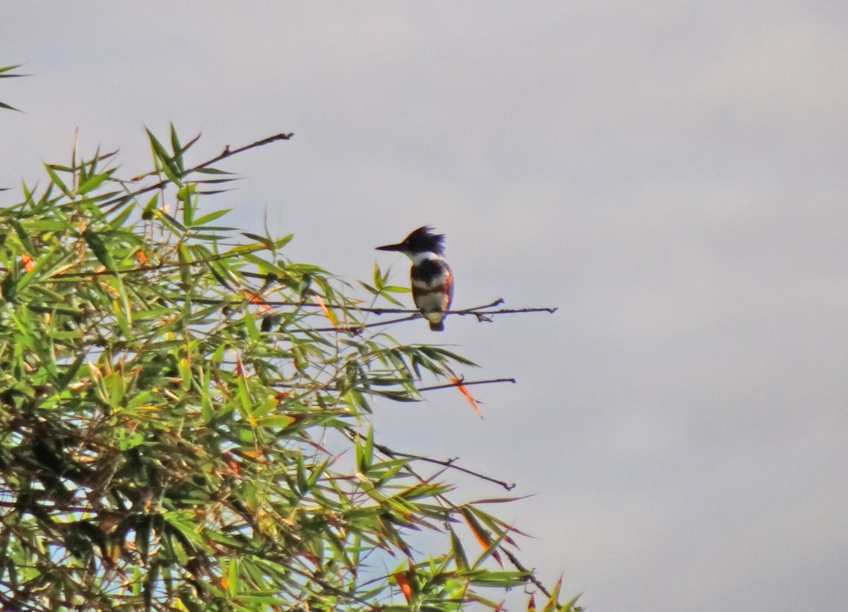 Belted Kingfisher - ML82970371