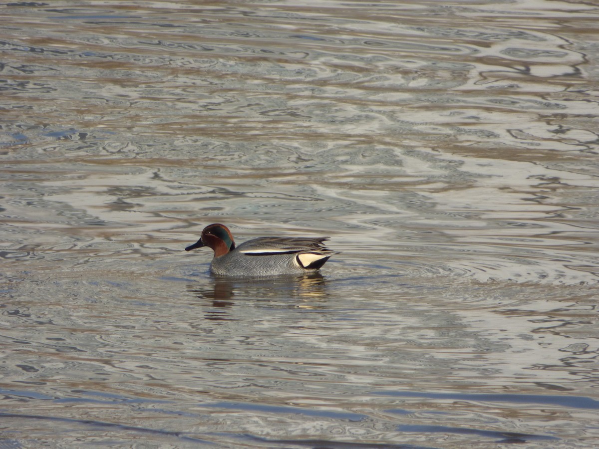 Green-winged Teal - ML82971311