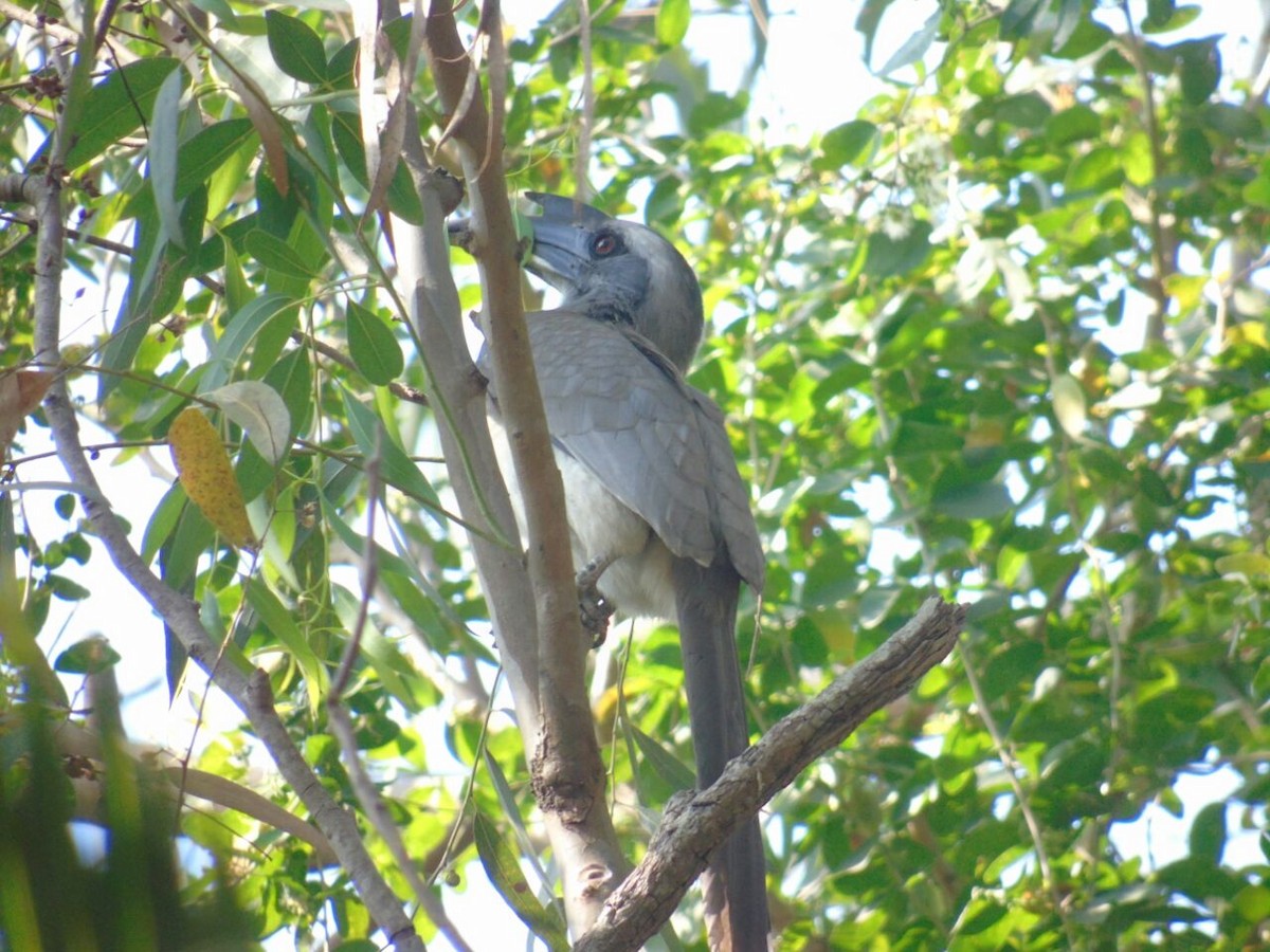 Indian Gray Hornbill - Praveen Tangirala