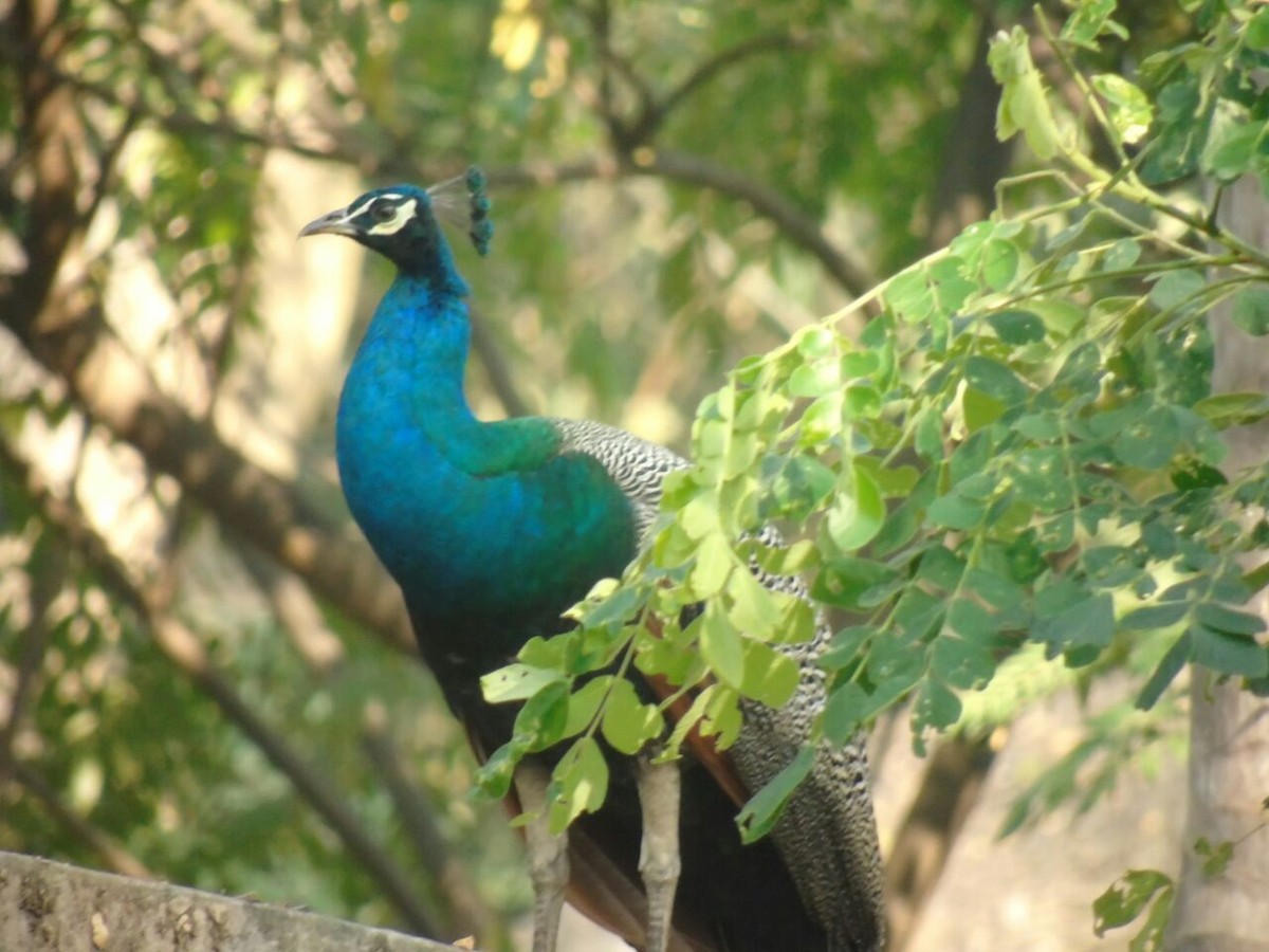 Indian Peafowl - Praveen Tangirala