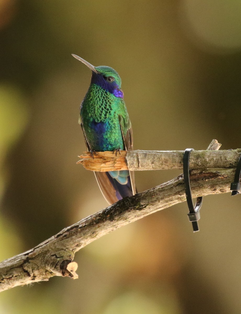 kolibřík modrolící - ML82971991