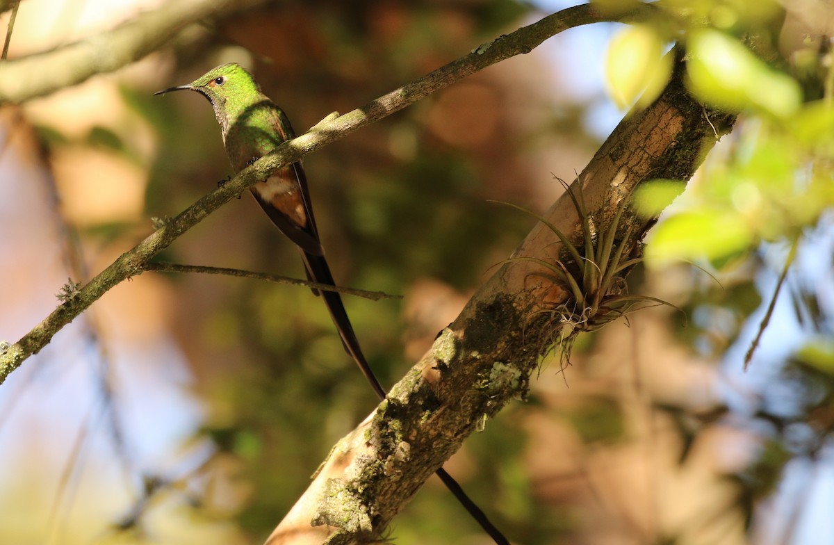 Uzun Kuyruklu Kolibri - ML82972041