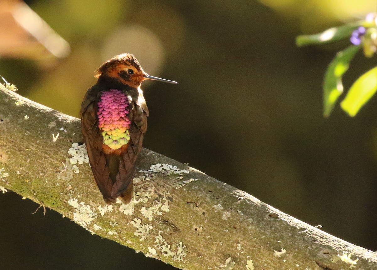 kolibřík duhovohřbetý - ML82972071